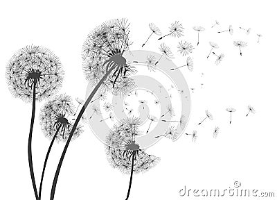 Abstract Dandelions dandelion with flying seeds Stock Photo
